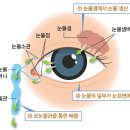 Ⅳ. 안구 건조증의 원인 눈의 습도는 눈물샘에서의 눈물의 분비에 의한 눈물층의 생산, 눈물이 코눈물관을 통해서 코 쪽으로 빠져나가는 배 이미지