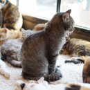 고양이 카페 청주 유기묘 지원센터 애니멀공화국 ft. 주차팁
