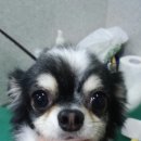 똥깡아지애견샵 이미지