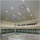 인천강아지분양 홍스퍼피 본점 이미지