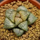 A0592 네이버블로그
