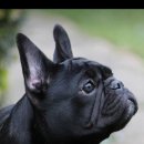 옐로우 켄넬 이미지