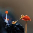snail