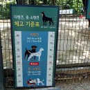 송파 반려견 놀이터 이미지