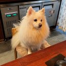 안녕댕댕이 이미지