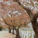 영천댐 벚나무 이미지