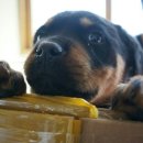 땡칠이네 이미지