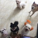 애니몰하우스