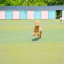 마이펫아카데미 이미지