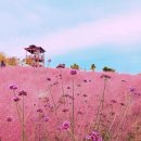 핑크파크 이미지