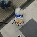 Paxi(팩시) 이미지