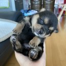 전북대 익산켐퍼스(동물병원) | [인공포유/유기견/믹스견] 차차의 성장기