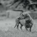 이윤권양한방동물병원