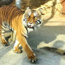 옥계쌍둥이동물농장 이미지