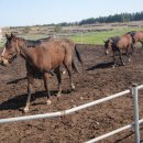 상명목장 이미지