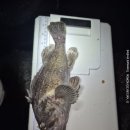 태안호스릴-59 | 새만금 출조 후기 (25/11/21) <우럭>