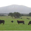 제주 흑우 이미지