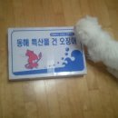 [슈 먹거리] 자연산 황태 구입기 (속초 천우 건어물)