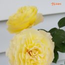 옐로위시