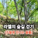 더드림팜