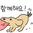 논산애견미용학원 이미지