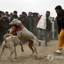 Fall in dog 이미지