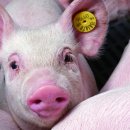 불로초교 이미지