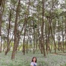 [서천 여행] 9. 3주 차. 장항 송림 산림 욕장 후기