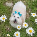 빌라드루이 이미지