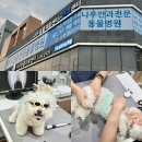 백석동물병원 | 천안 동물병원 나우동물의료원 백석점 강아지 슬개골 정형검사 물리치료 후기