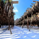 황태덕장 이미지