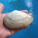 조개 이미지
