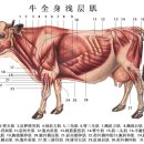 [중국어] 소와 돼지 부위 명칭 이미지