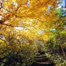 지리산 단풍비 이미지