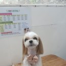 오늘도, 이쁘개 이미지
