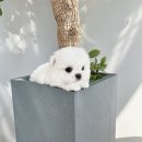 306 퍼피 이미지