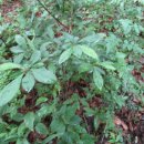 신광면/비학산 이미지