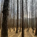 은행나무 농장 | 경주 도리마을 은행나무 11월 24일 현황｜다녀와서 남기는 솔직 후기