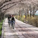 낙동강제방(강서30리벚꽃길) 이미지