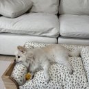 제니엔 코코 펫 이미지