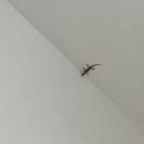 개꿀샵 이미지