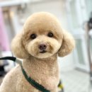 메리몰펫샵(사직점) 이미지