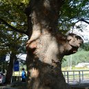 암곡 왕산 | 경주 무장산 억새산행