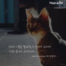 나만고양이없어 이미지