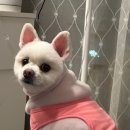 예뿌개 이미지