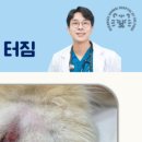 호랑이 동물병원 이미지