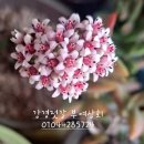 강경젓갈부여상회