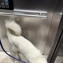 몽글몽글 애견유치원 이미지