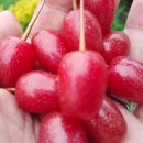 풍성농약사 이미지