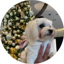 도그패밀리&도로시켄넬 | 소노펫 클럽앤 리조트(소노캄고양) 숙박비용 및 투숙 후기